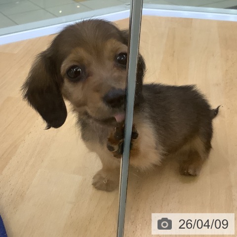 ミニチュア・ダックスフンドの写真