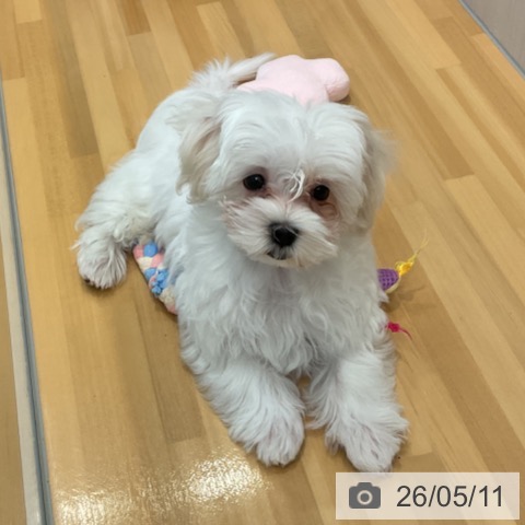 山形県のマルチーズ (ペットプラス 天童店/2026年2月5日生まれ/男の子/ホワイト)の子犬の4枚目の画像