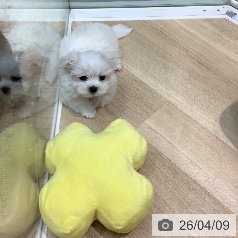 マルチーズの写真