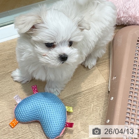 埼玉県のマルチーズ (ペットプラス ららぽーと新三郷店/2026年2月5日生まれ/男の子/ホワイト)の子犬の4枚目の画像