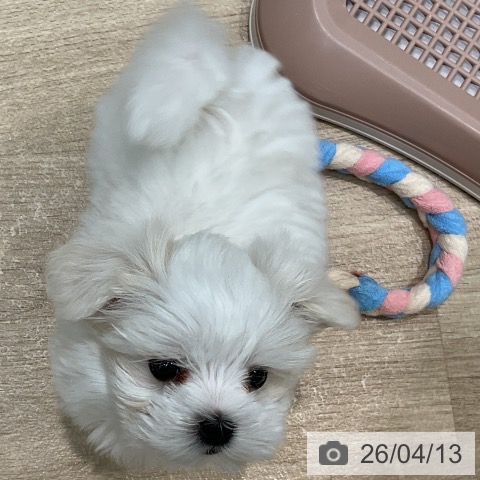 埼玉県のマルチーズ (ペットプラス ららぽーと新三郷店/2026年2月5日生まれ/男の子/ホワイト)の子犬の3枚目の画像