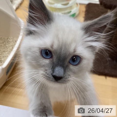 徳島県のラグドール (ペットプラス 徳島店/2026年2月3日生まれ/男の子/ブルーポイントミテッド)の子猫の4枚目の画像