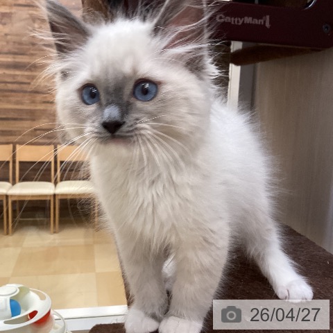 徳島県のラグドール (ペットプラス 徳島店/2026年2月3日生まれ/男の子/ブルーポイントミテッド)の子猫の3枚目の画像