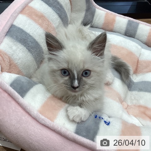 鳥取県のラグドール (ペッツワン 日吉津店/2026年2月3日生まれ/女の子/ブルーポイントミテッド)の子猫の4枚目の画像