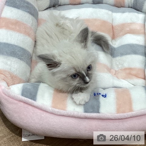 鳥取県のラグドール (ペッツワン 日吉津店/2026年2月3日生まれ/女の子/ブルーポイントミテッド)の子猫の3枚目の画像