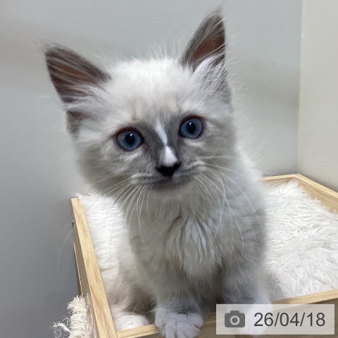 鳥取県のラグドール (ペッツワン 日吉津店/2026年2月3日生まれ/女の子/ブルーポイントミテッド)の子猫の4枚目の画像