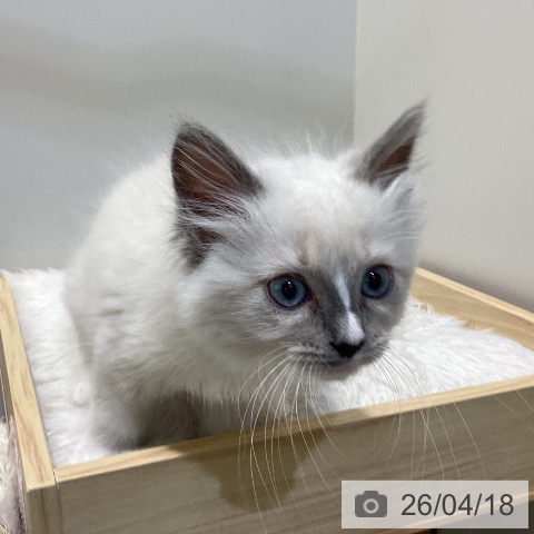 鳥取県のラグドール (ペッツワン 日吉津店/2026年2月3日生まれ/女の子/ブルーポイントミテッド)の子猫の3枚目の画像