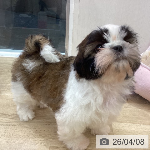 シー・ズーの写真