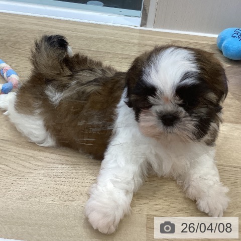 シー・ズーの写真