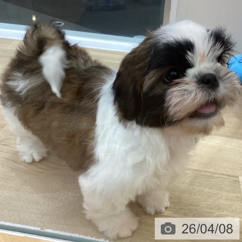 シー・ズーの写真