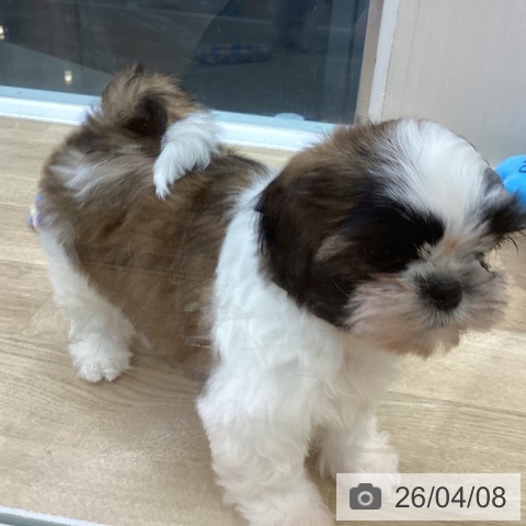 山梨県のシーズー (ペットプラス 甲府昭和店/2026年2月2日生まれ/男の子/ゴールドホワイト)の子犬の4枚目の画像