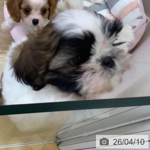 山梨県のシーズー (ペットプラス 甲府昭和店/2026年2月2日生まれ/男の子/ゴールドホワイト)の子犬の3枚目の画像