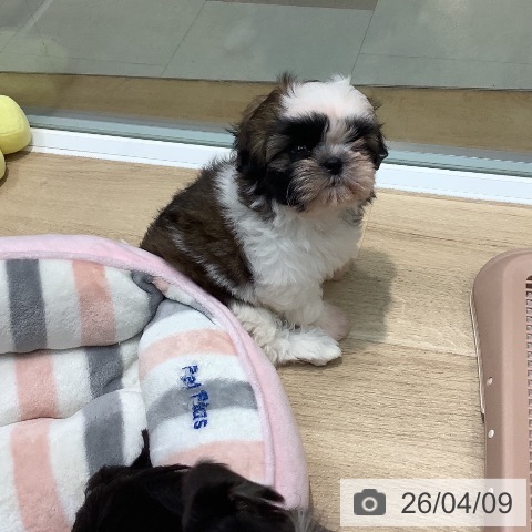 シー・ズーの写真