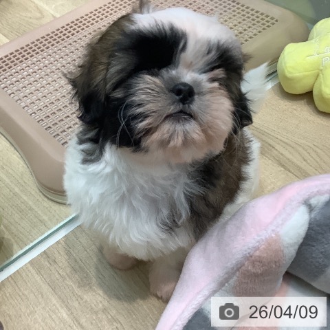 シー・ズーの写真