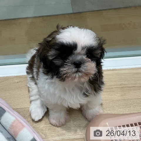 埼玉県のシーズー (ペットプラス ららぽーと新三郷店/2026年2月2日生まれ/女の子/ゴールドホワイト)の子犬の4枚目の画像