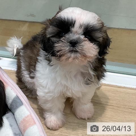 埼玉県のシーズー (ペットプラス ららぽーと新三郷店/2026年2月2日生まれ/女の子/ゴールドホワイト)の子犬の3枚目の画像