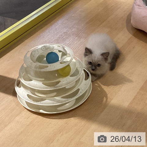 岡山県のラグドール (ペットプラス 岡山店/2026年2月5日生まれ/女の子/ブルーポイントミテッド)の子猫の3枚目の画像