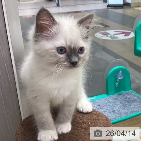 香川県のラグドール (ペットプラス 綾川店/2026年2月5日生まれ/女の子/ブルーポイントミテッド)の子猫の4枚目の画像