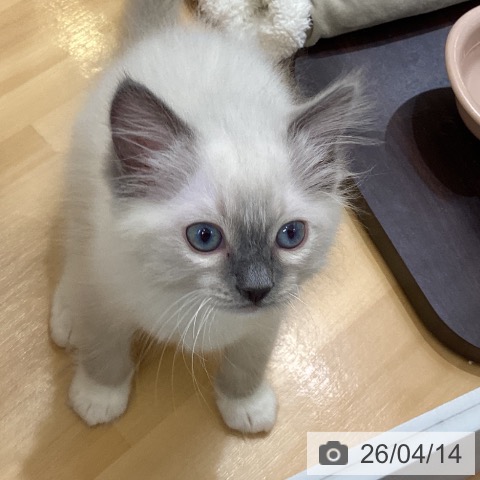 香川県のラグドール (ペットプラス 綾川店/2026年2月5日生まれ/女の子/ブルーポイントミテッド)の子猫の3枚目の画像