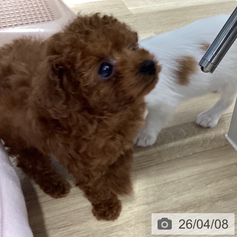 トイ・プードルの写真