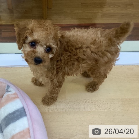 香川県のトイプードル(トイ) (ペットプラス 高松店/2026年2月6日生まれ/女の子/アプリコット)の子犬の4枚目の画像