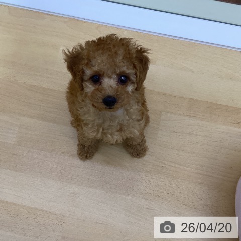 香川県のトイプードル(トイ) (ペットプラス 高松店/2026年2月6日生まれ/女の子/アプリコット)の子犬の3枚目の画像