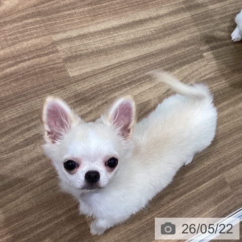 岡山県のチワワ(ロング) (ペッツワン 岡山南店/2026年2月3日生まれ/女の子/クリーム)の子犬の3枚目の画像