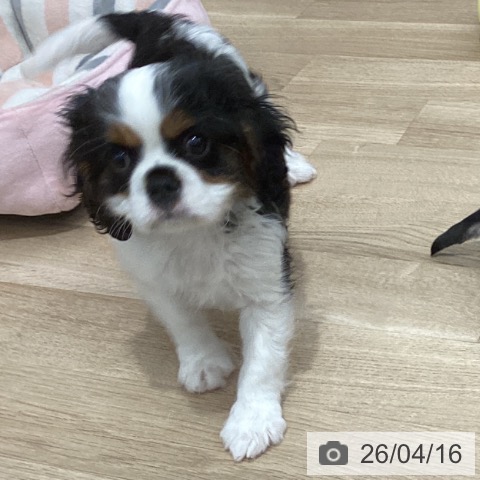 千葉県のキャバリアキングチャールズスパニエル (ペットプラス 船橋店/2026年2月3日生まれ/男の子/トライカラー)の子犬の3枚目の画像