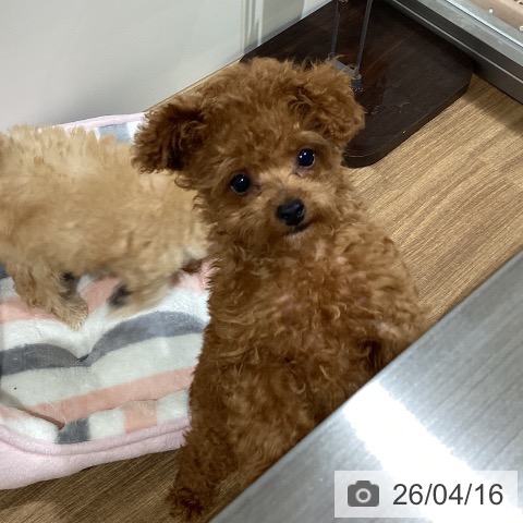 鳥取県のトイプードル(トイ) (ペッツワン 日吉津店/2026年1月20日生まれ/女の子/レッド)の子犬の4枚目の画像