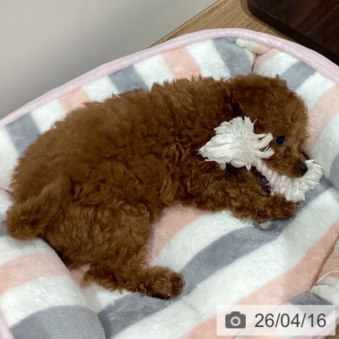 鳥取県のトイプードル(トイ) (ペッツワン 日吉津店/2026年1月20日生まれ/女の子/レッド)の子犬の3枚目の画像