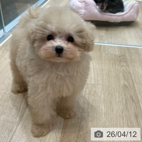 トイ・プードルの写真