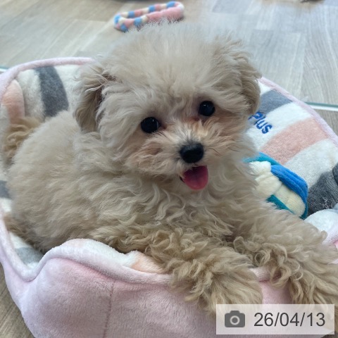 トイ・プードルの写真