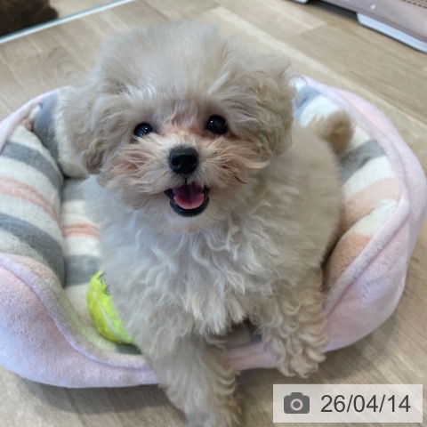 トイ・プードルの写真