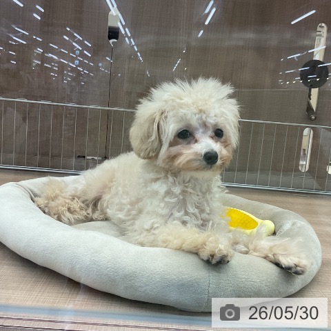 神奈川県のトイプードル(トイ) (ペッツワン 横須賀久里浜店/2026年1月22日生まれ/女の子/アプリコット)の子犬の4枚目の画像
