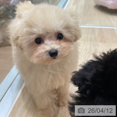 トイ・プードルの写真