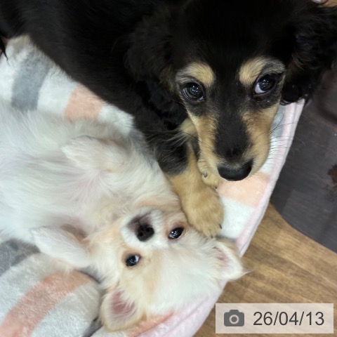 岡山県のミニチュアダックスフンド(ロング) (ペッツワン 岡山南店/2026年2月6日生まれ/男の子/ブラックイエロー)の子犬の3枚目の画像