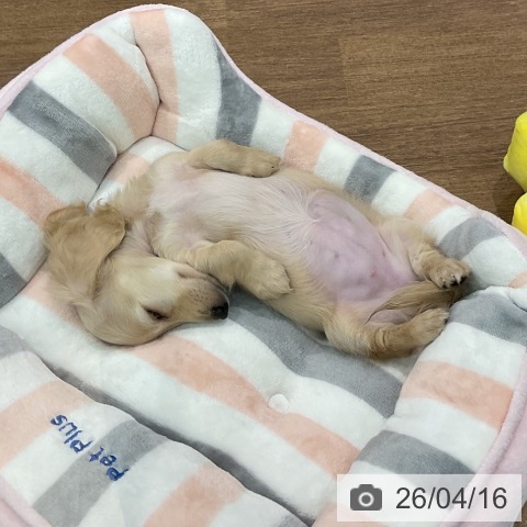 岡山県のミニチュアダックスフンド(ロング) (ペットプラス 岡山店/2026年2月6日生まれ/女の子/イエロー)の子犬の4枚目の画像