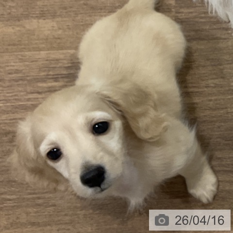 岡山県のミニチュアダックスフンド(ロング) (ペットプラス 岡山店/2026年2月6日生まれ/女の子/イエロー)の子犬の3枚目の画像