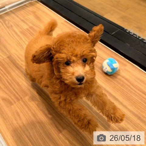岡山県のトイプードル(トイ) (ペッツワン 岡山南店/2026年2月7日生まれ/男の子/アプリコット)の子犬の4枚目の画像