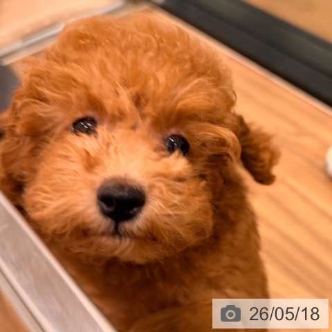 岡山県のトイプードル(トイ) (ペッツワン 岡山南店/2026年2月7日生まれ/男の子/アプリコット)の子犬の3枚目の画像