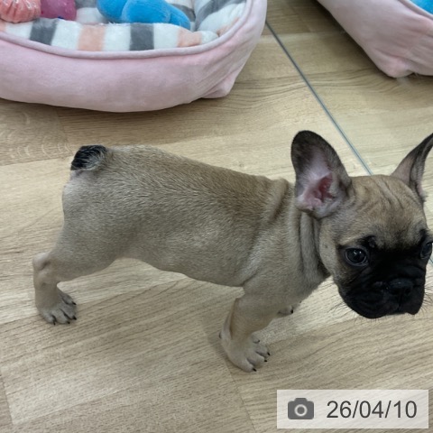 フレンチ・ブルドッグの写真