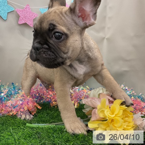 フレンチ・ブルドッグの写真