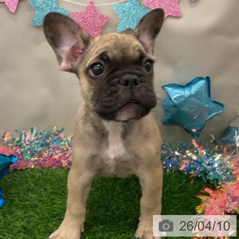 フレンチ・ブルドッグの写真