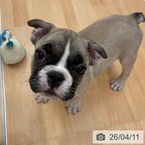 フレンチ・ブルドッグの写真