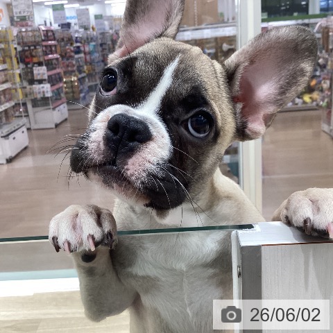フレンチ・ブルドッグの写真