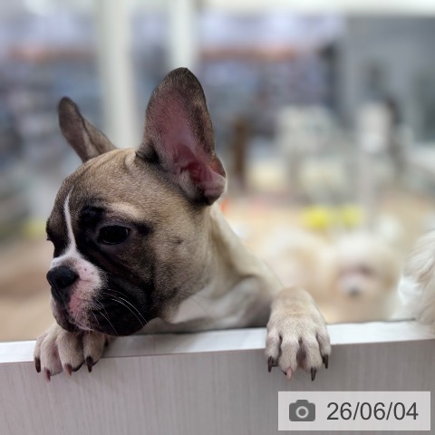 フレンチ・ブルドッグの写真