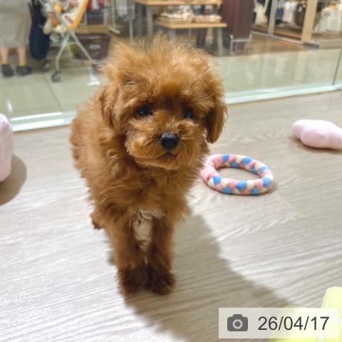 東京都のトイプードル(トイ) (ペットプラス 板橋店/2026年1月12日生まれ/女の子/アプリコット)の子犬の4枚目の画像
