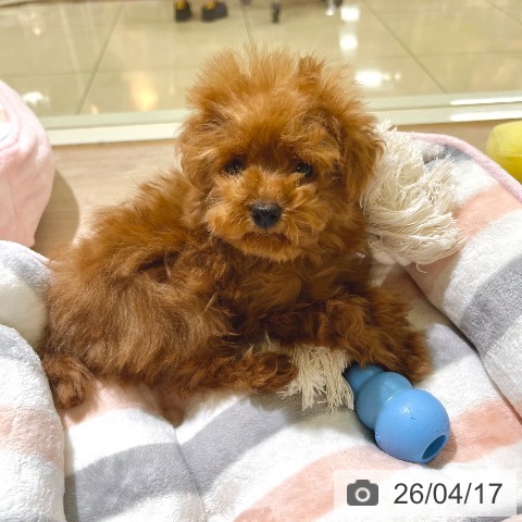 東京都のトイプードル(トイ) (ペットプラス 板橋店/2026年1月12日生まれ/女の子/アプリコット)の子犬の3枚目の画像