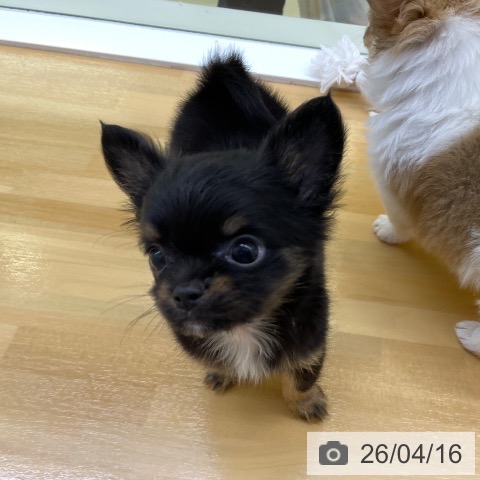 香川県のチワワ(ロング) (ペットプラス 高松店/2026年2月7日生まれ/男の子/ブラックタン)の子犬の4枚目の画像