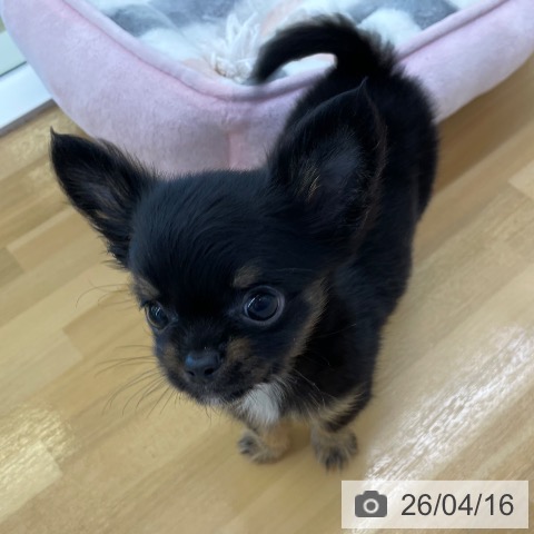 香川県のチワワ(ロング) (ペットプラス 高松店/2026年2月7日生まれ/男の子/ブラックタン)の子犬の3枚目の画像